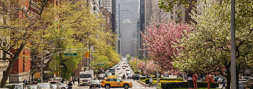 Blooming trees in NYC